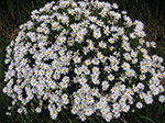 PICT3741.jpg