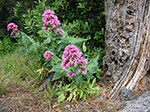 PICT3753.jpg