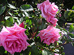 PICT4292.jpg