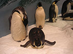 PICT4448.jpg
