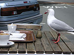 PICT5420.jpg
