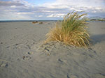 PICT5602.jpg