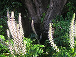 PICT6448.jpg