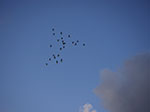 PICT8989.jpg