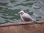 PICT9163.jpg