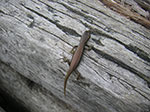 PICT1337.jpg