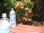 PICT1783.jpg