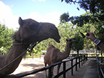 PICT2441.jpg