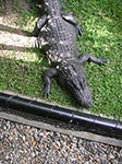 PICT2458.jpg