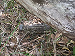 PICT3120.jpg