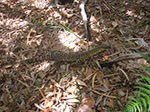 PICT3462.jpg