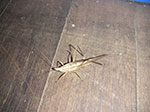 PICT3617.jpg