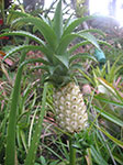 PICT5951.jpg