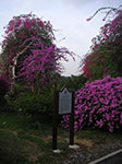 PICT6002.jpg