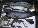 PICT6217.jpg