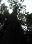 PICT6286.jpg