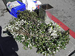 IMGP0811.jpg