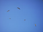 IMGP0824.jpg