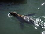 IMGP0845.jpg