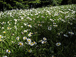 IMGP1195.jpg