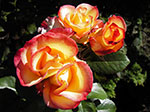 IMGP1200.jpg