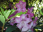 IMGP1274.jpg