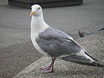 IMGP2461.jpg