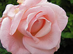 IMGP3519.jpg