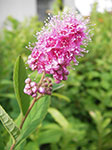 IMGP3528.jpg