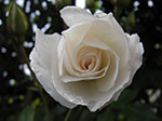 IMGP3718.jpg