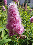 IMGP3878.jpg
