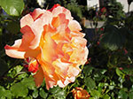 IMGP4024.jpg