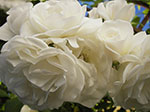 IMGP4030.jpg