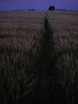IMGP4455.jpg