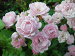 IMGP4457.jpg