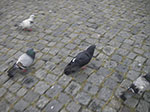 IMGP4792.jpg