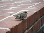 IMGP5010.jpg