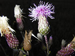 IMGP5590.jpg