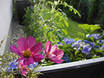 IMGP5675.jpg