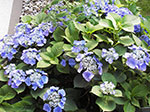 IMGP5676.jpg