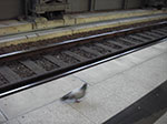 IMGP5762.jpg