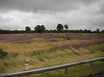 IMGP6021.jpg