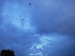 IMGP6151.jpg