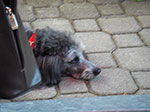 IMGP6403.jpg