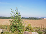 IMGP7092.jpg