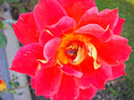 IMGP0127.jpg