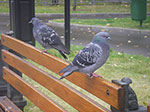 IMGP0353.jpg