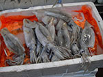 IMGP0645.jpg