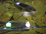 IMGP0730.jpg