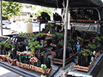 IMGP0755.jpg